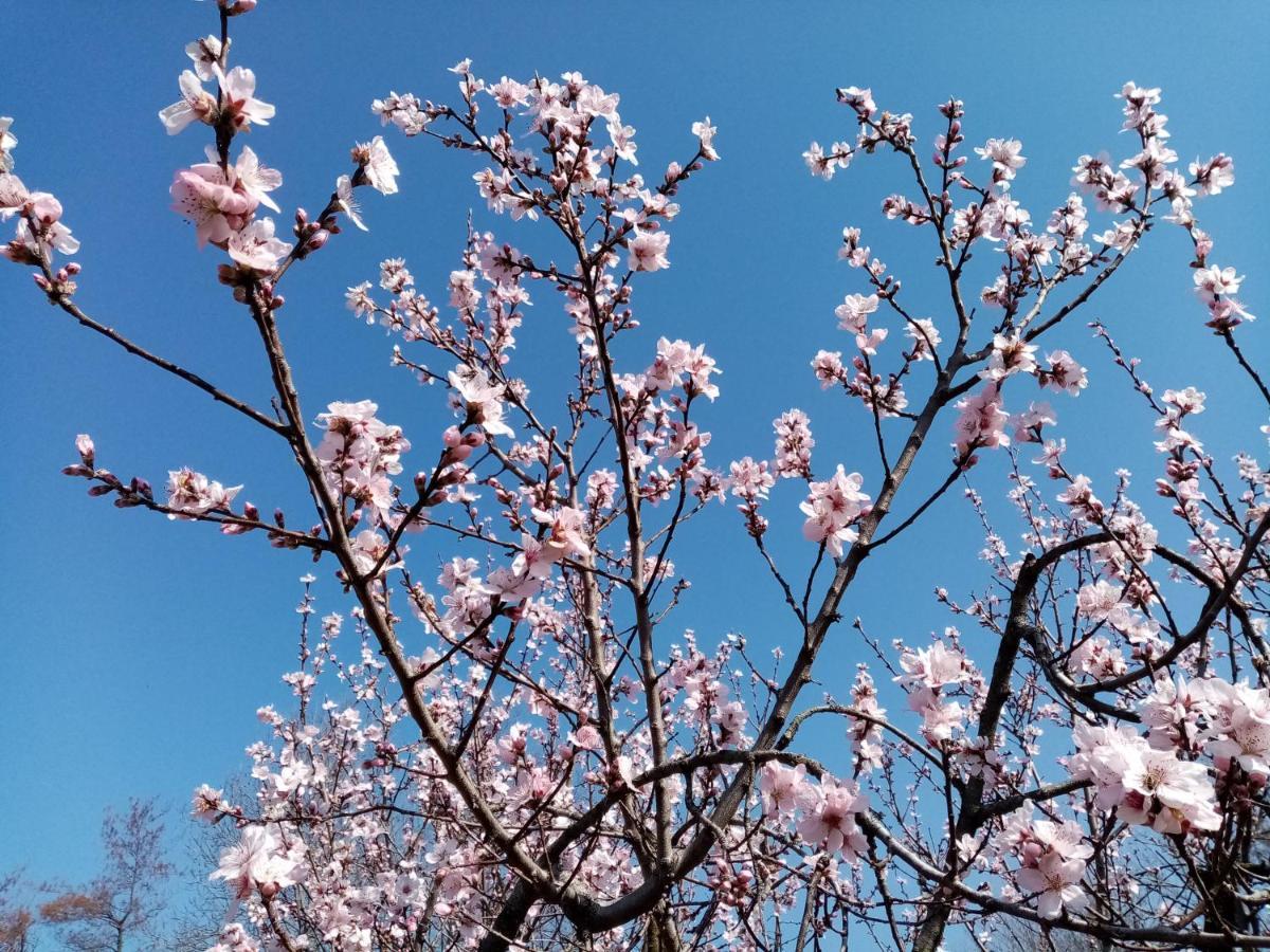 Buia La Vie En Rose B&B 외부 사진