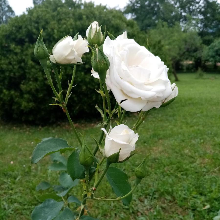 Buia La Vie En Rose B&B 외부 사진